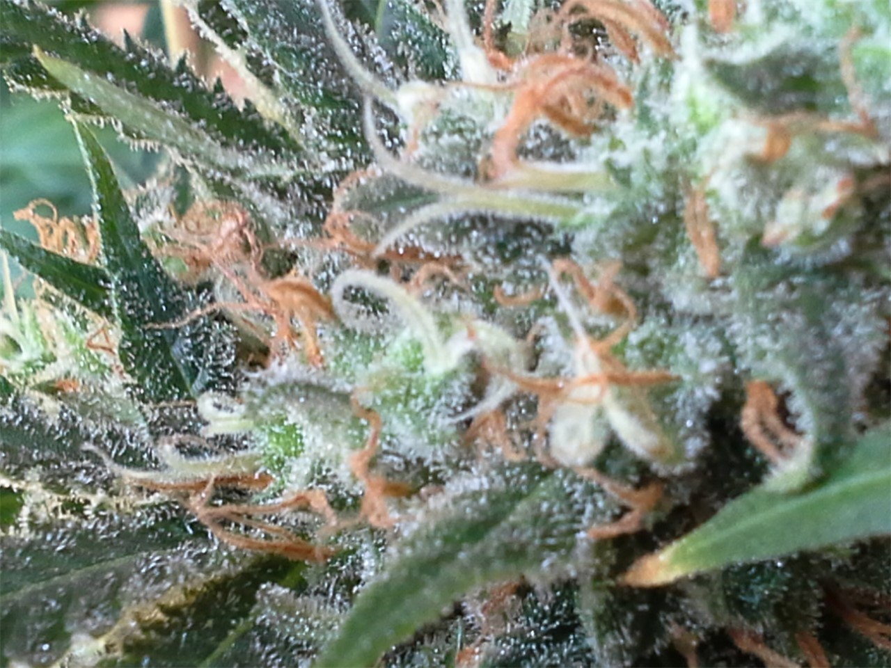 Caramelicious