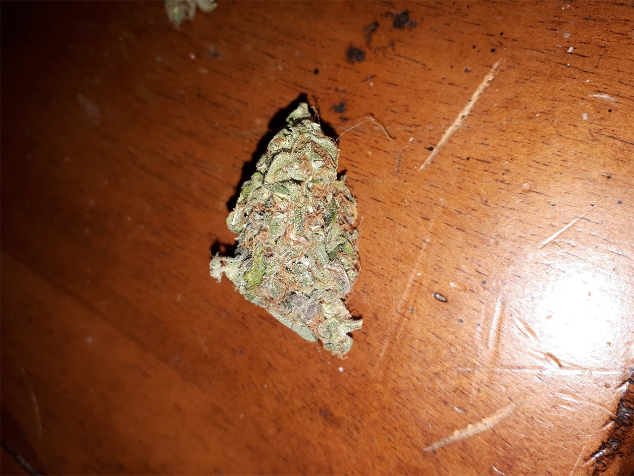 Foto de la variedad Caramella