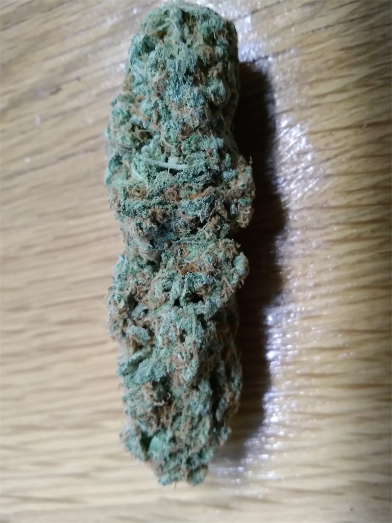 Foto de la variedad Carnival