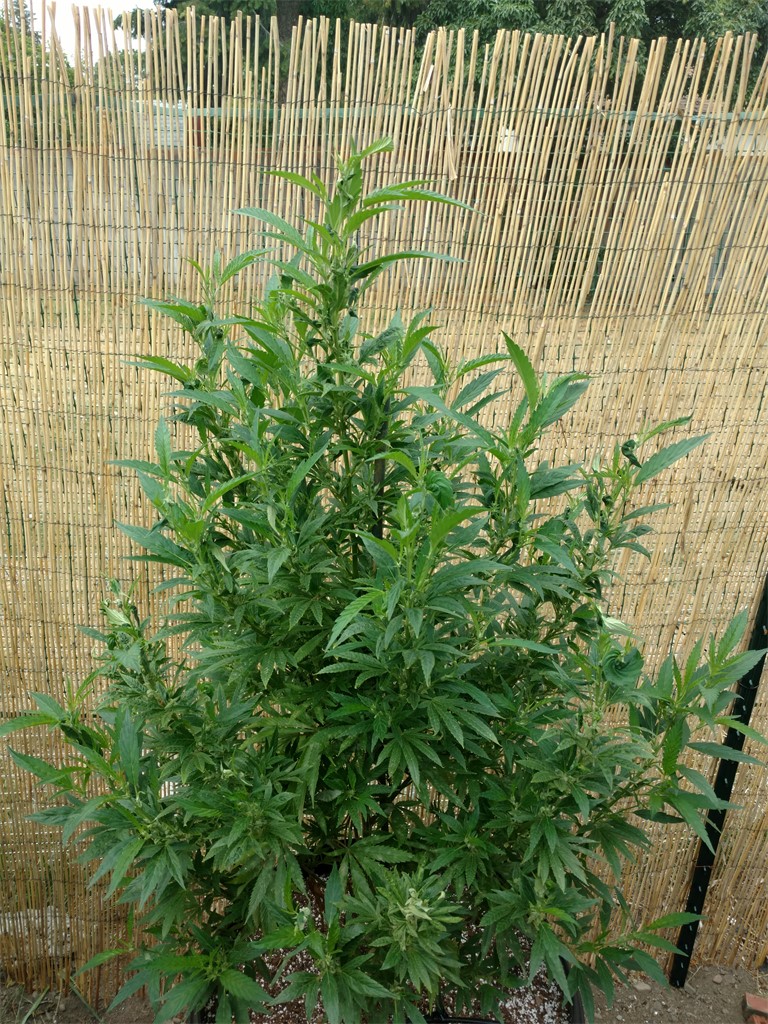 Cascadia Kush
