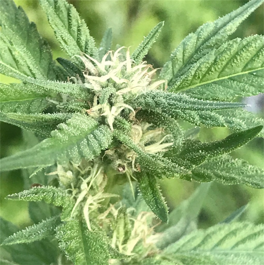 Foto de la variedad Casey Jones