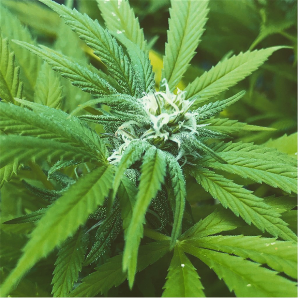 Foto de la variedad CBD Critical Cure