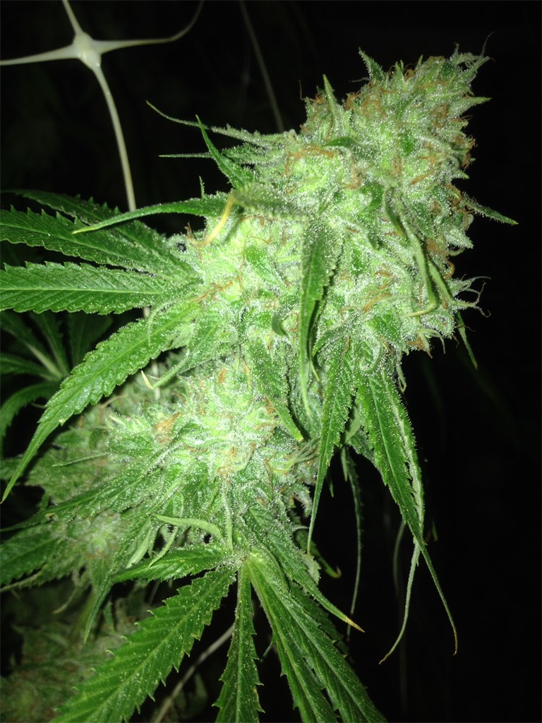 charlotte's web cbd vape pen Amazon.com : Charlotte's Web Unscented Hemp Cream - 2.5 Fl Oz main image 0