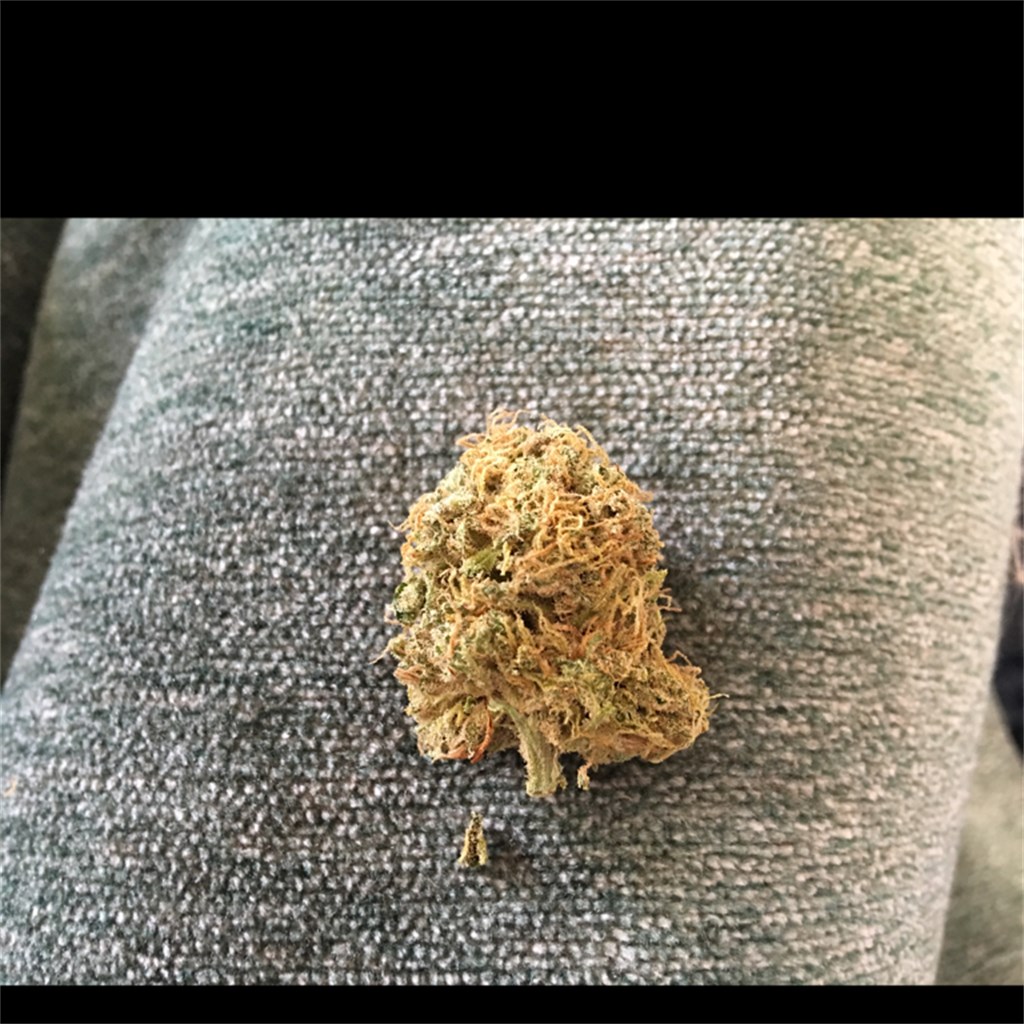 Foto de la variedad Cheeseburger