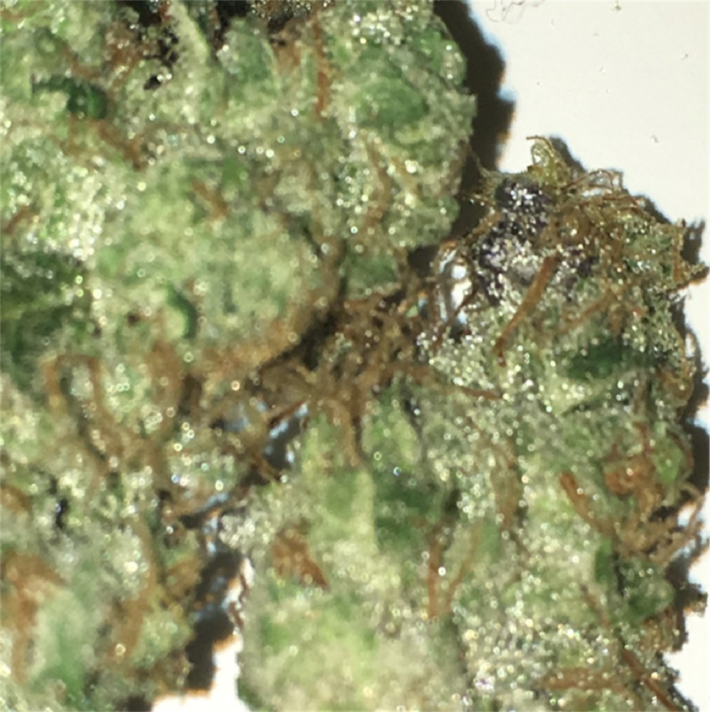 Chem Scout