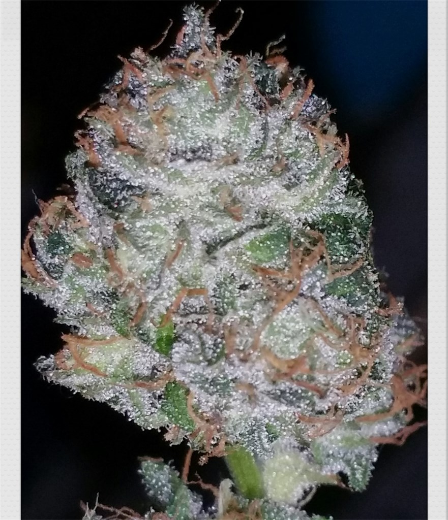 Chem Dog #4