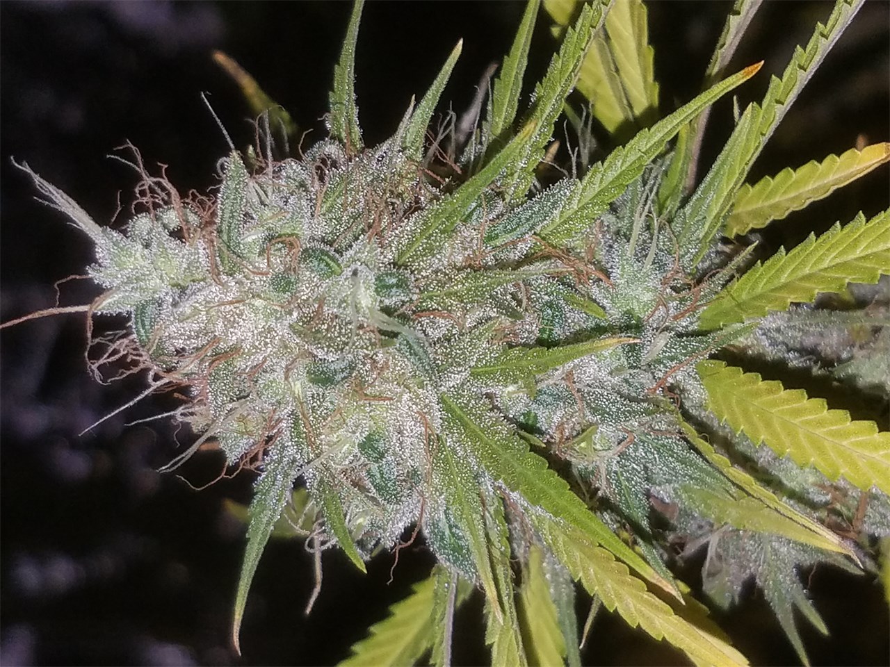 Foto de la variedad Skunk VA