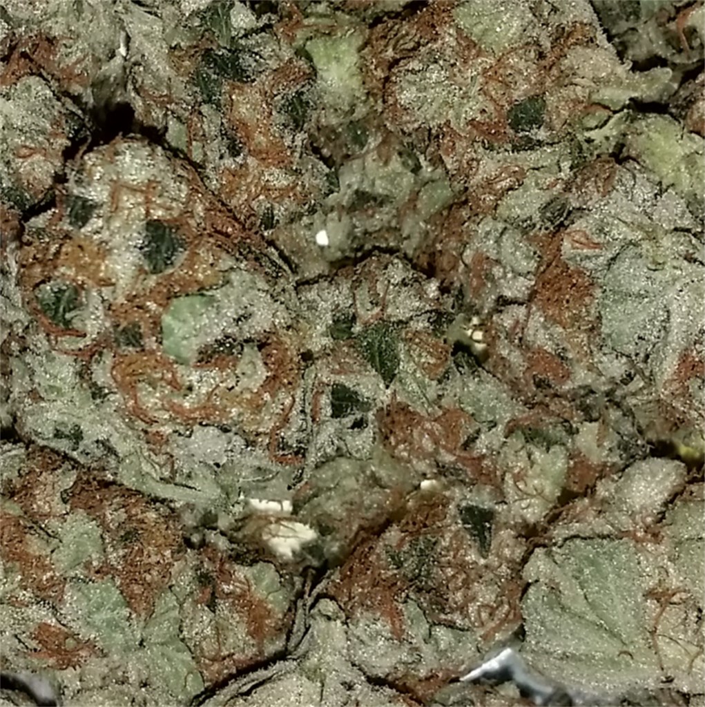 Foto de la variedad Chemmy Jones