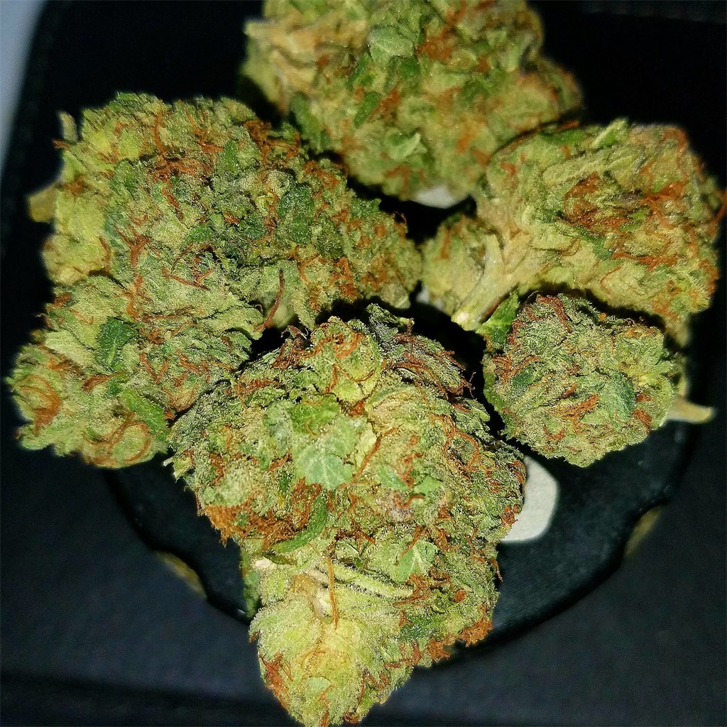 Foto de la variedad KEMO