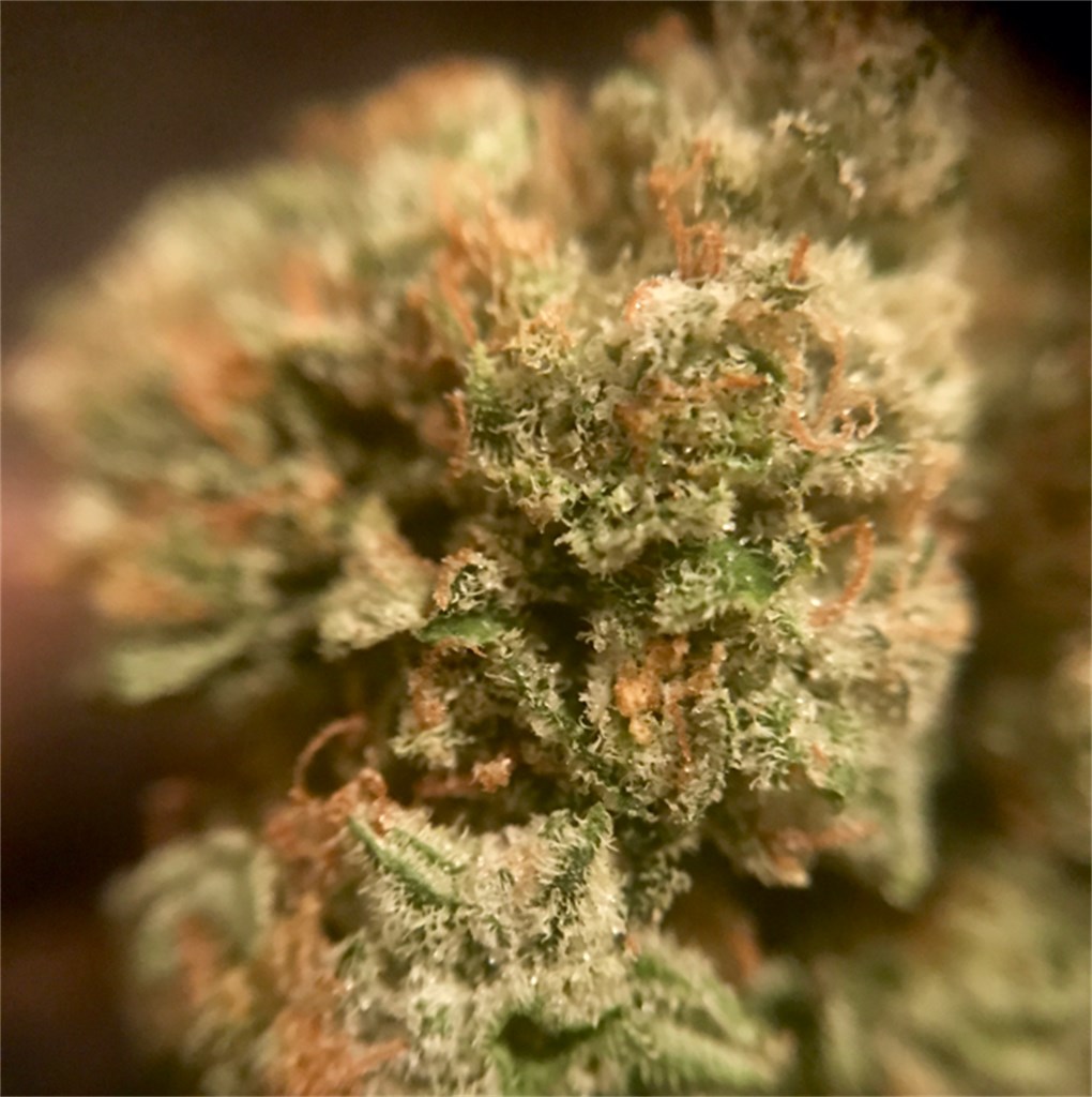 ChemWreck