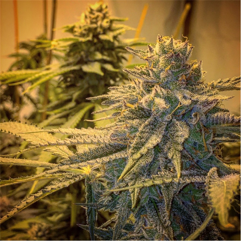 Foto de la variedad Cherry Cream Pie