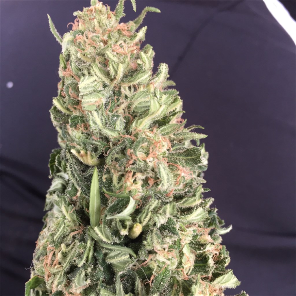 Foto de la variedad Cherry Kush