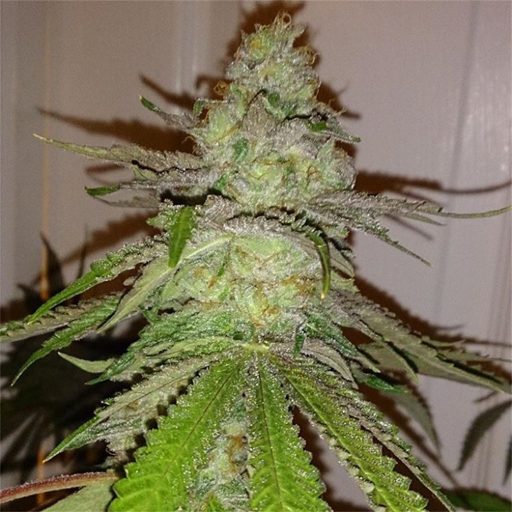Foto de la variedad Cherry Sauce