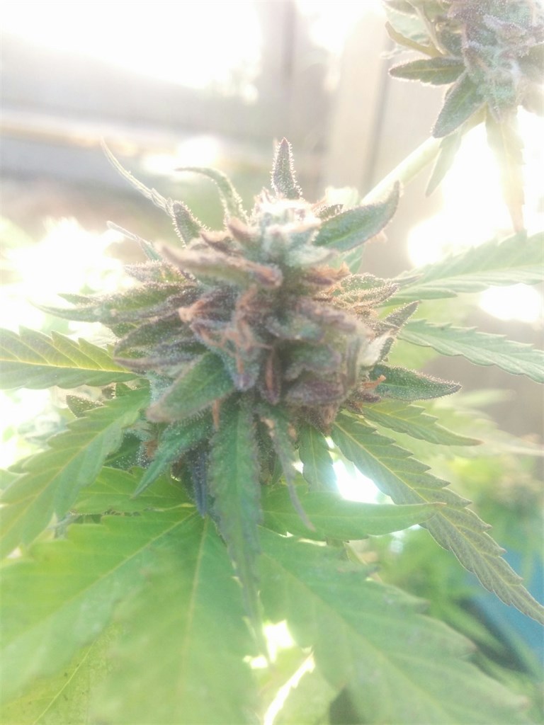 Foto de la variedad Cherry Skunk