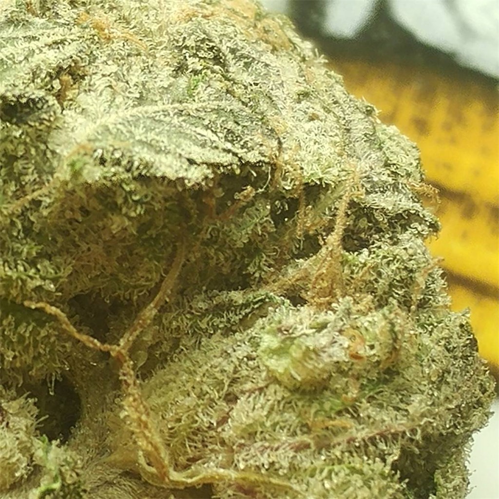 Foto de la variedad Chocolate Chunk