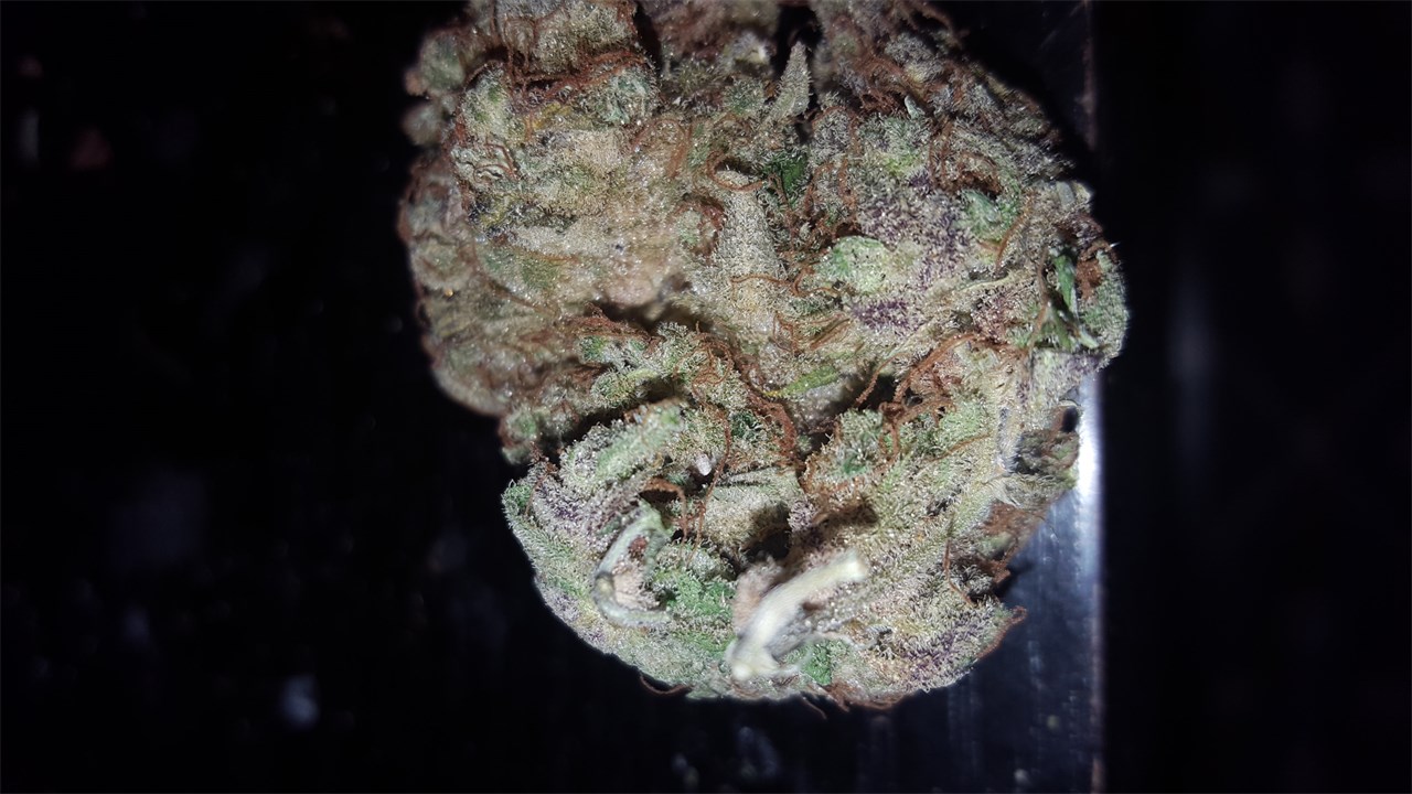 Foto de la variedad Chocolate Diesel