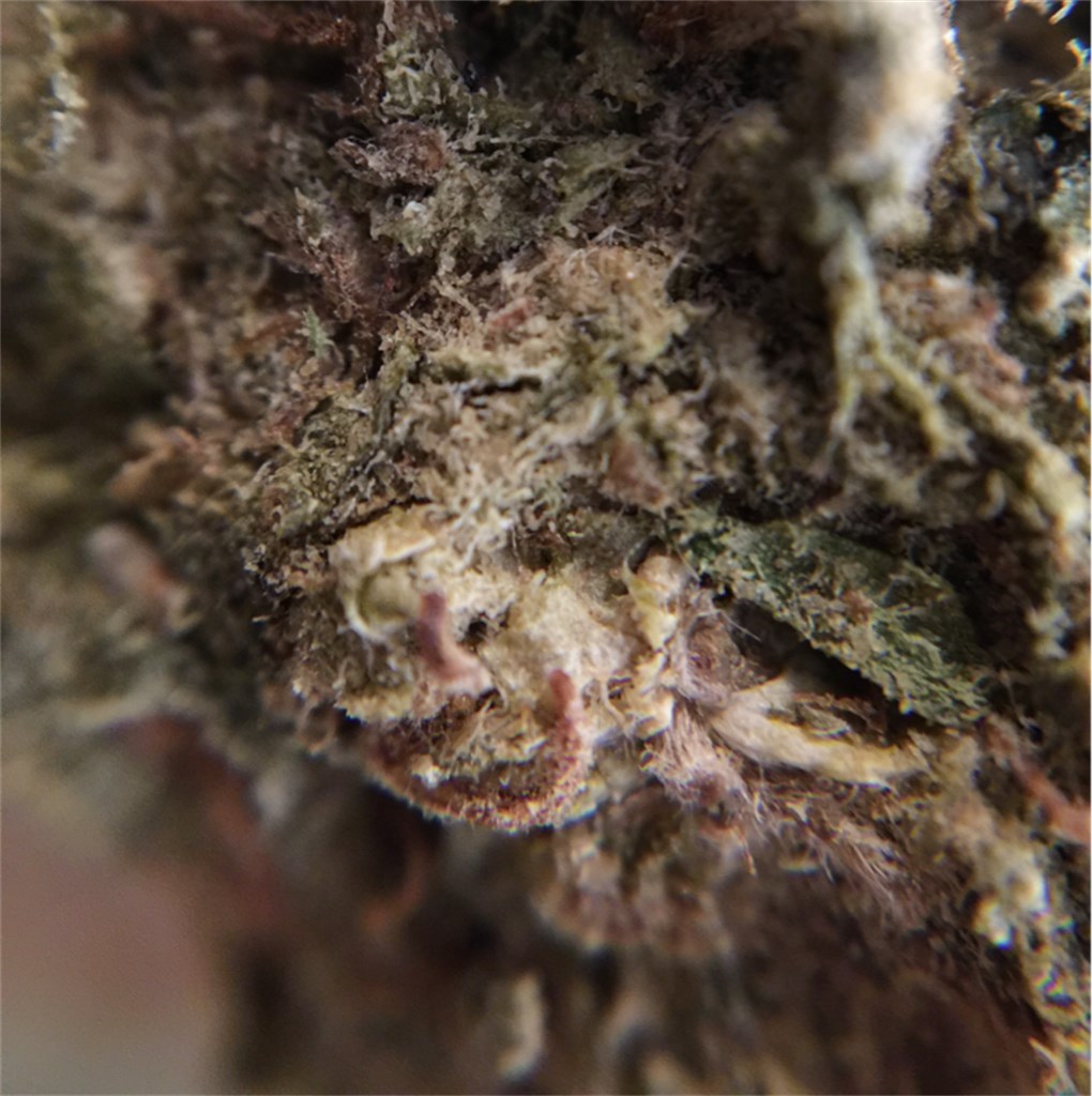 Foto de la variedad Chronic