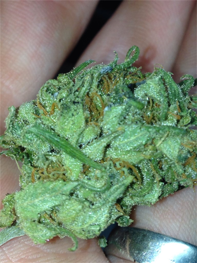Foto de la variedad Chucky's Bride