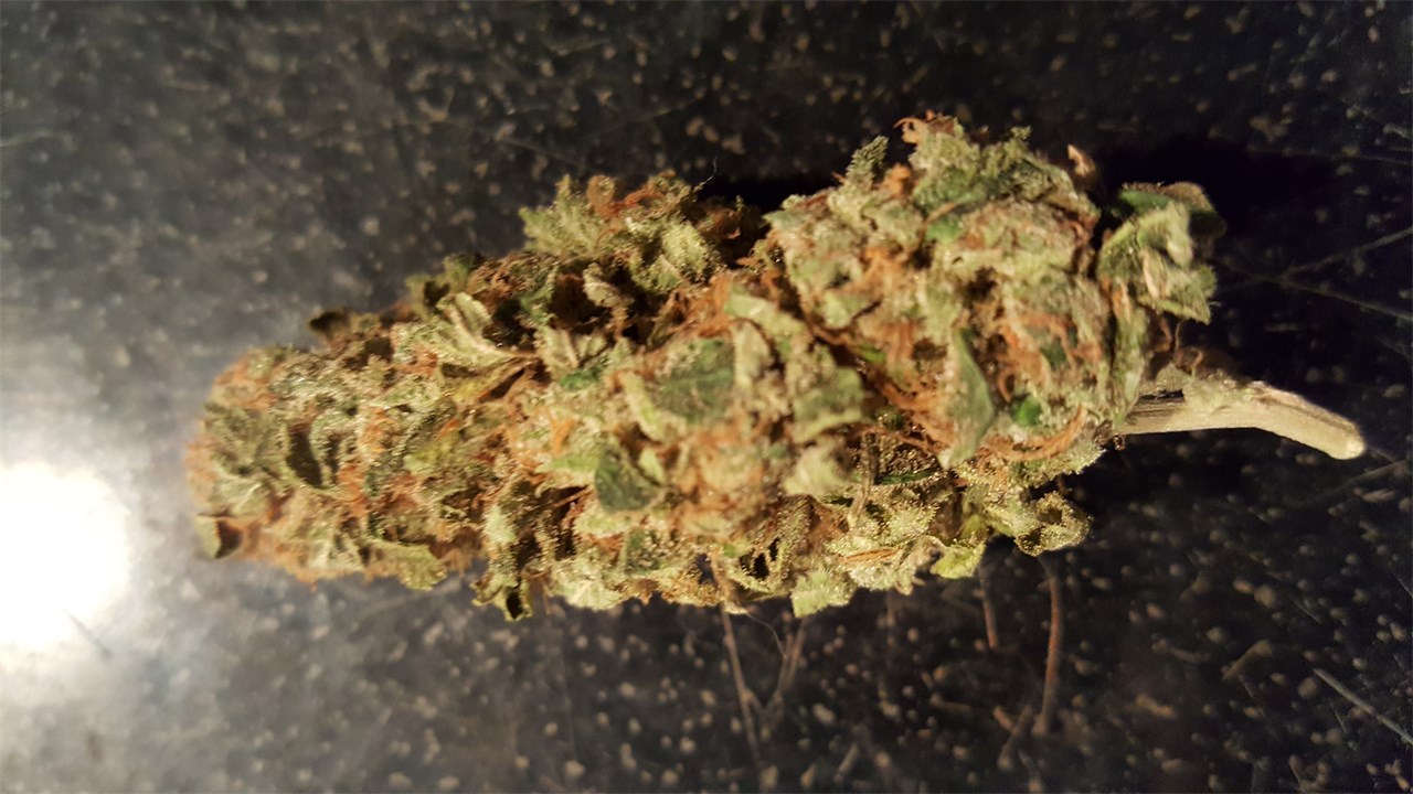 Foto de la variedad Chupacabra