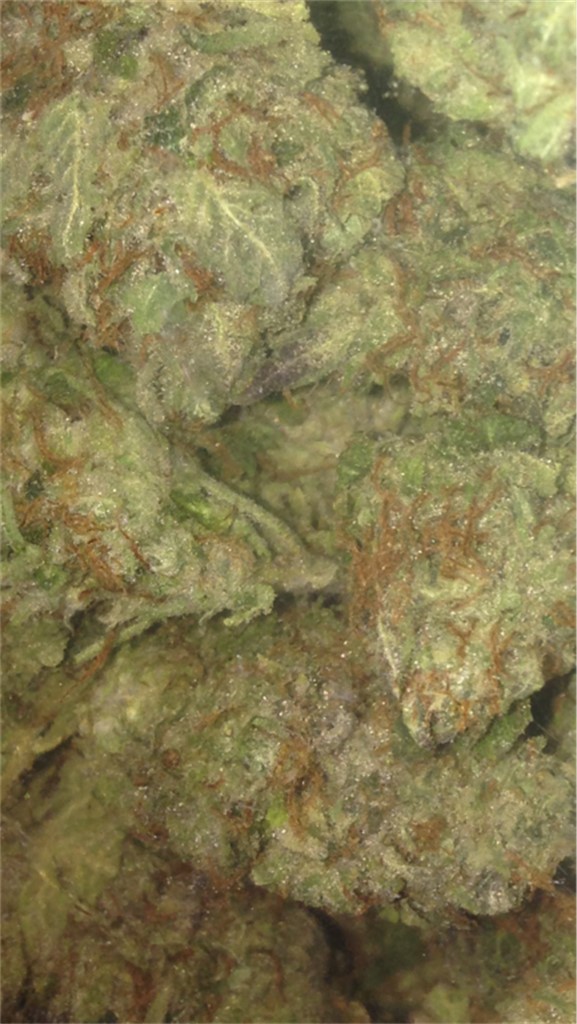 Foto de la variedad Citrix