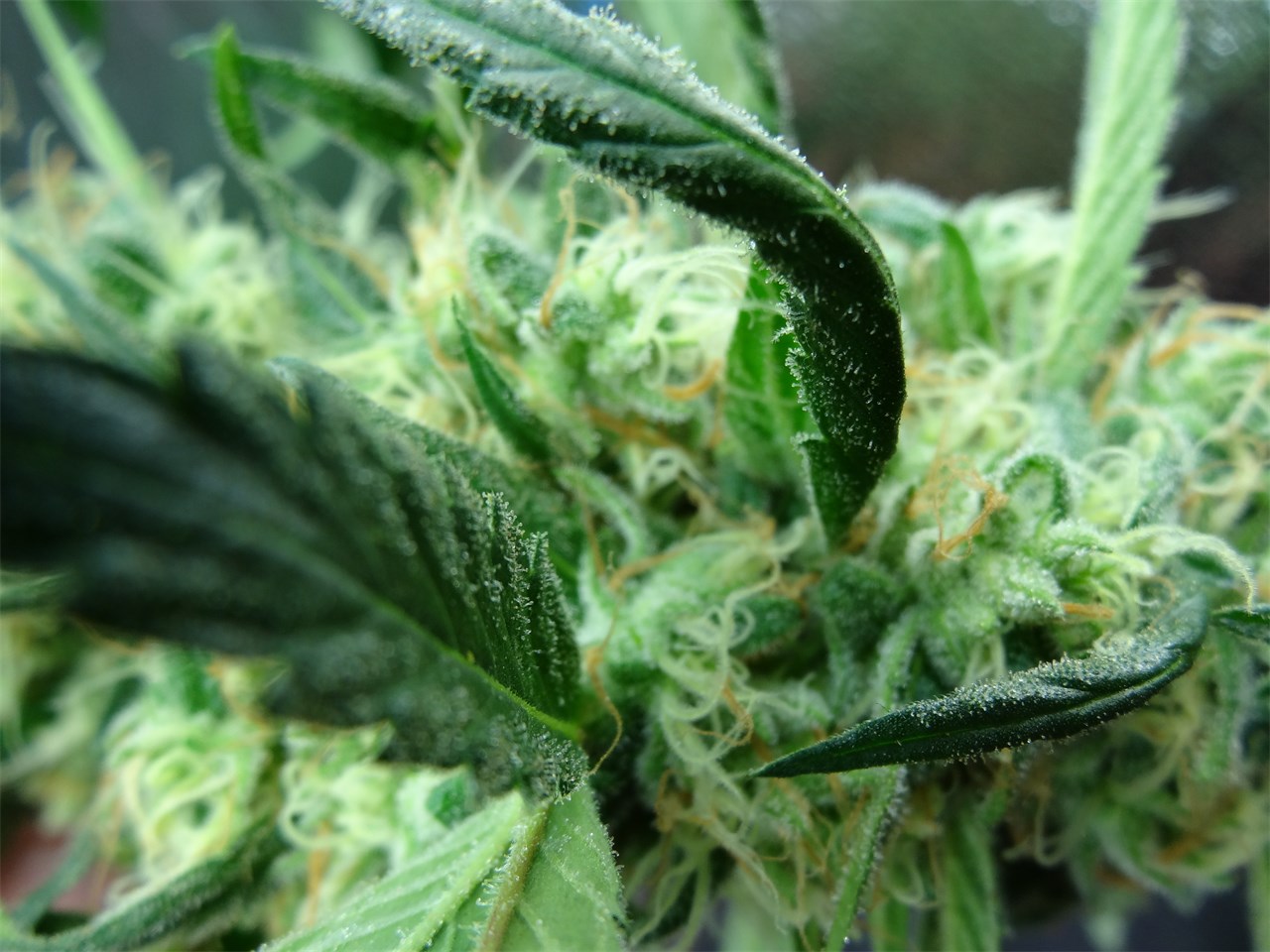 Citrus Sunshine Haze