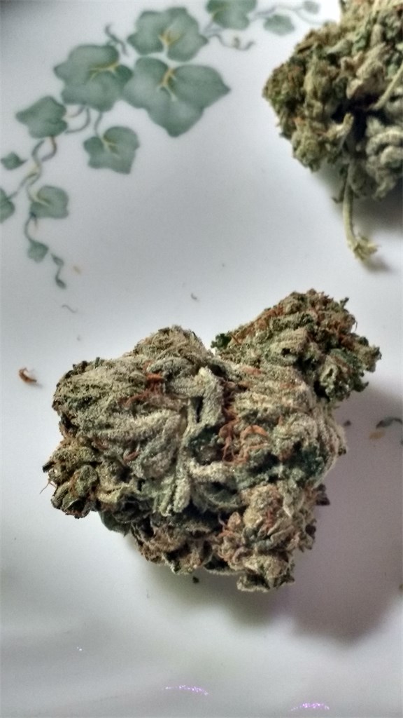Foto de la variedad Clockwork Orange
