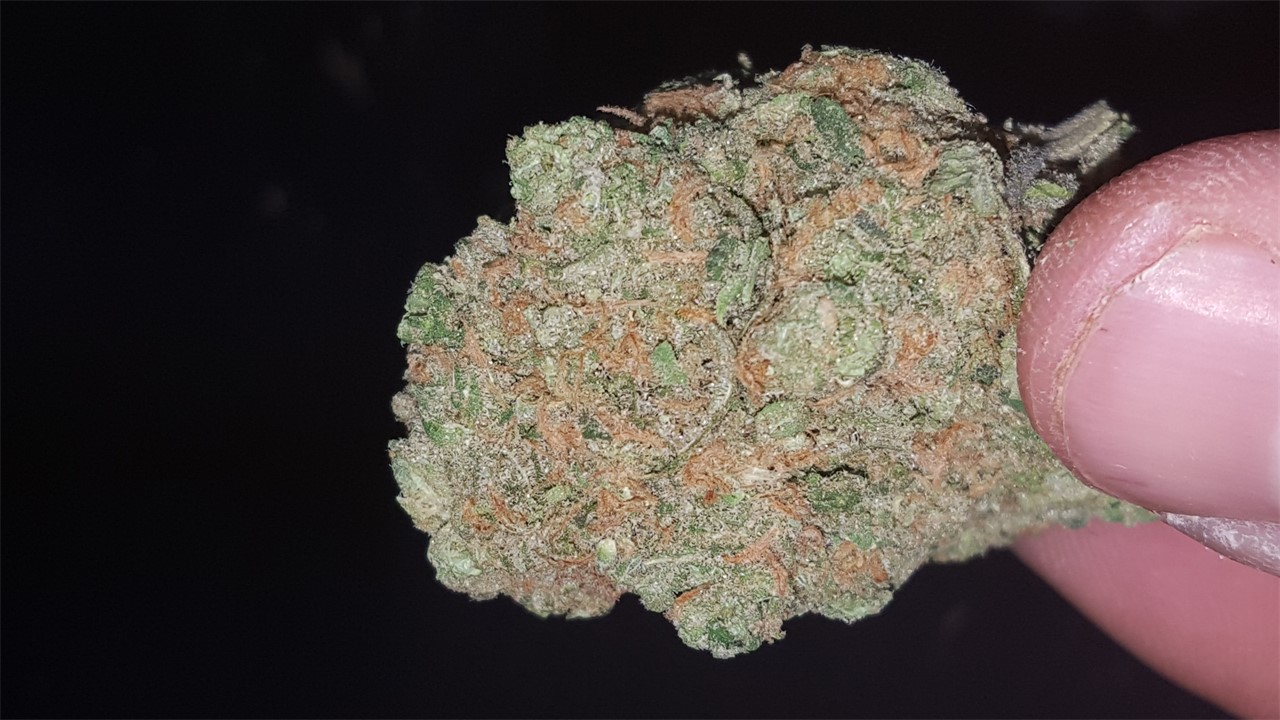 Foto de la variedad Cloud 9