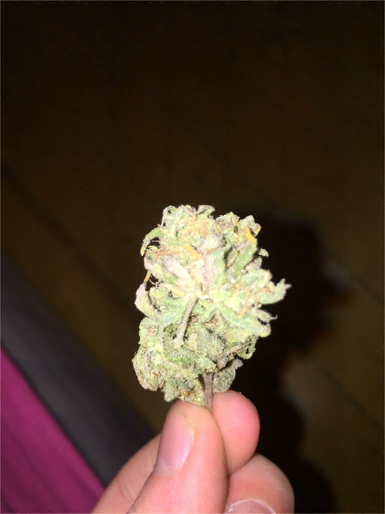 Cluster Bomb