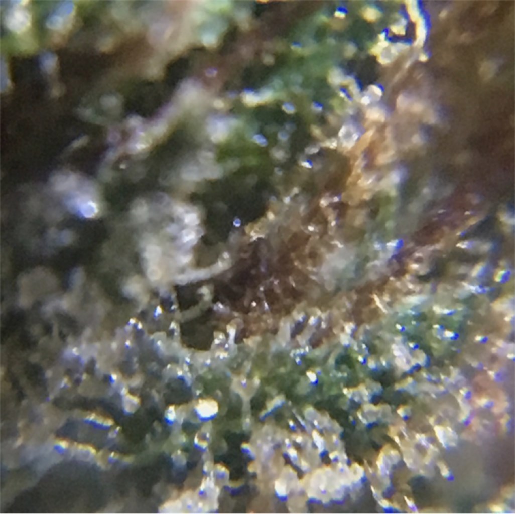 Colombian Gold