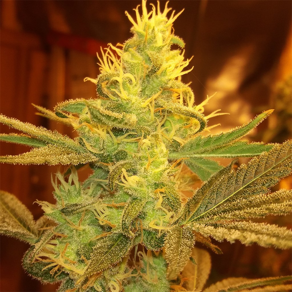 Foto de la variedad Colorado Clementines