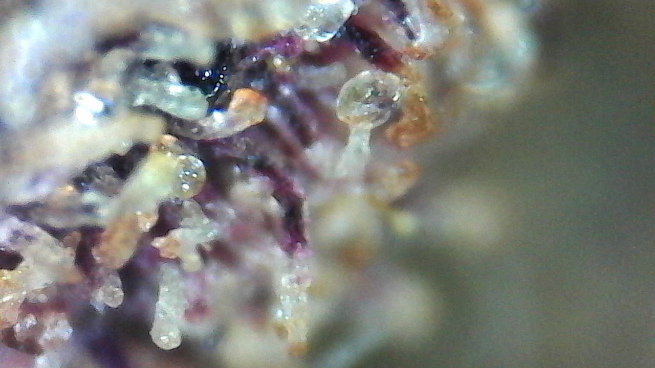 Cookie Breath