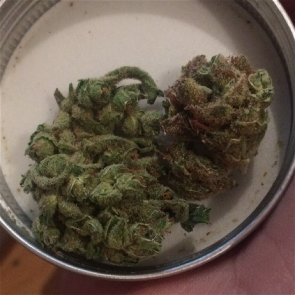 Foto de la variedad Cookie Jar