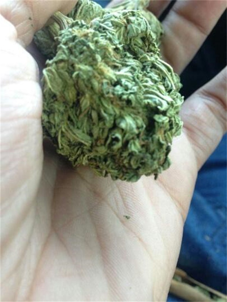 Copper Kush