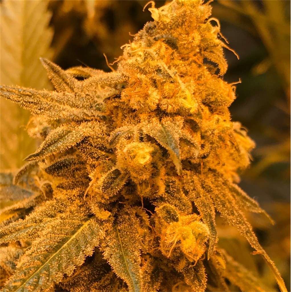 Foto de la variedad Critical #47