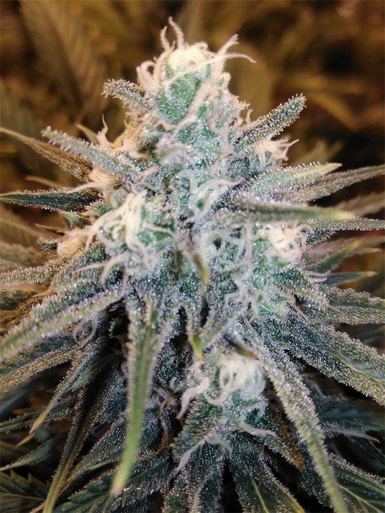 Critical Cheese