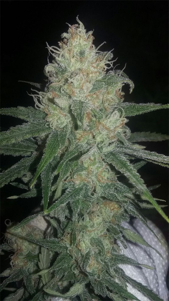 Critical Haze