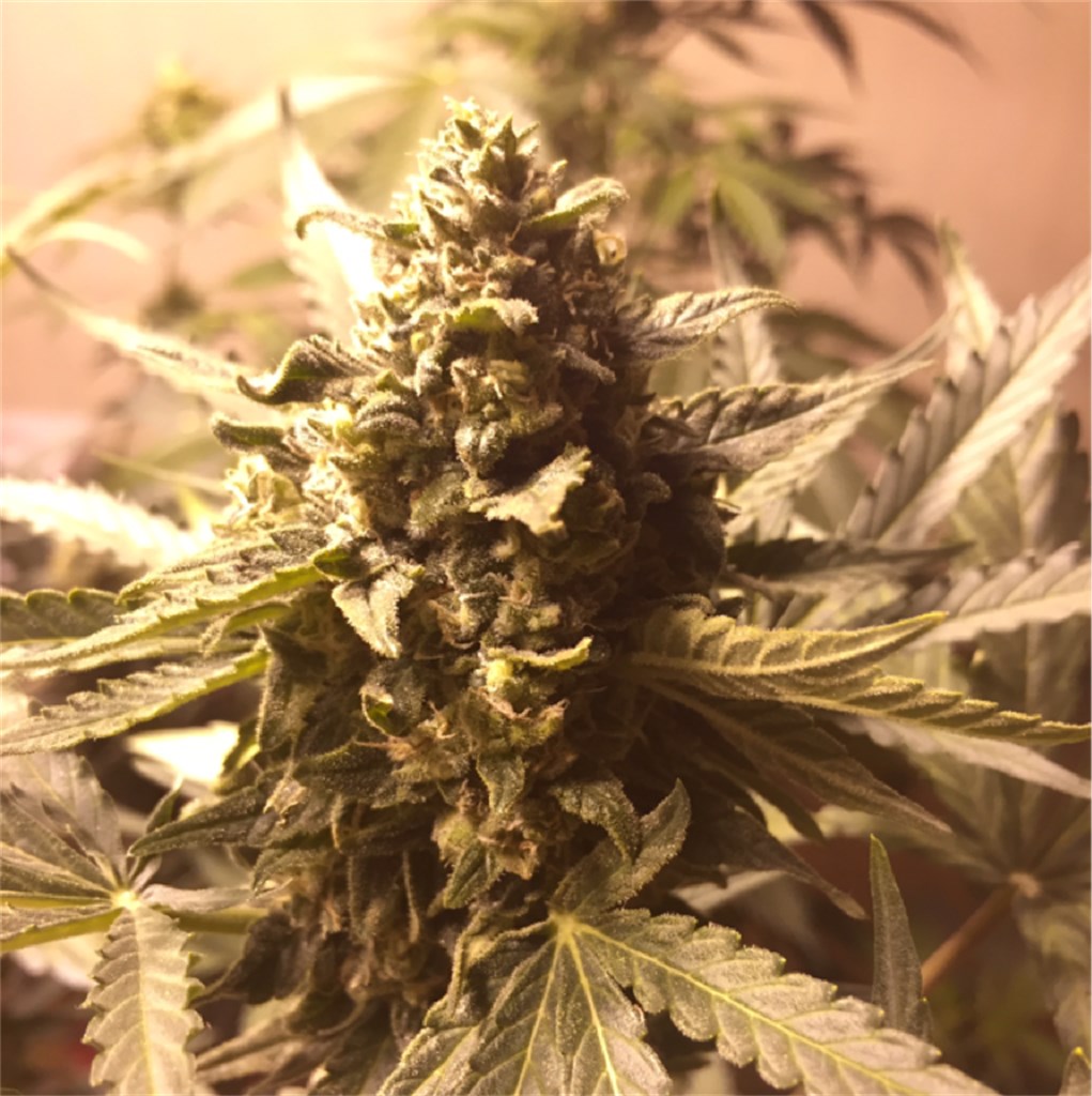 Critical Jack