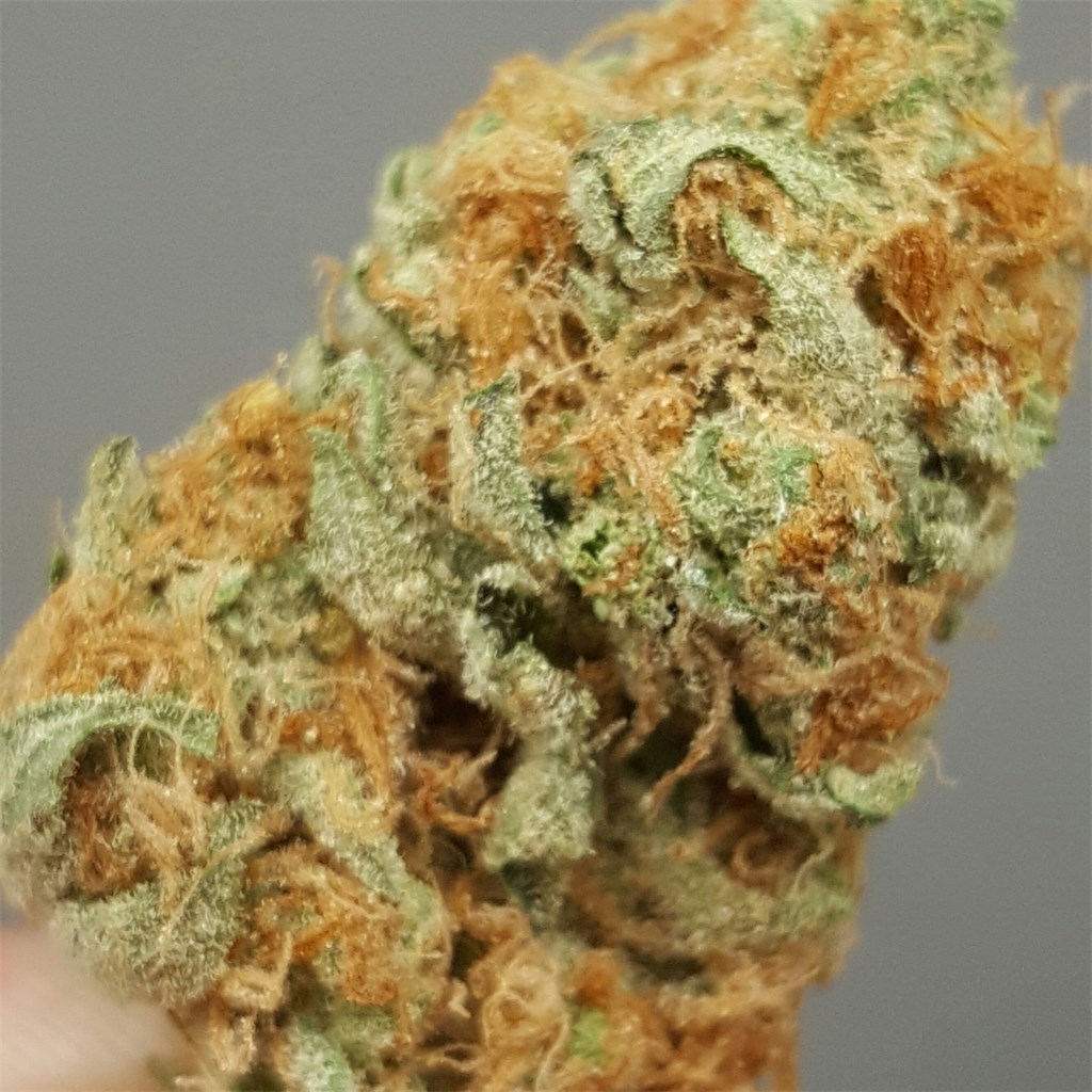 Critical Kali Mist