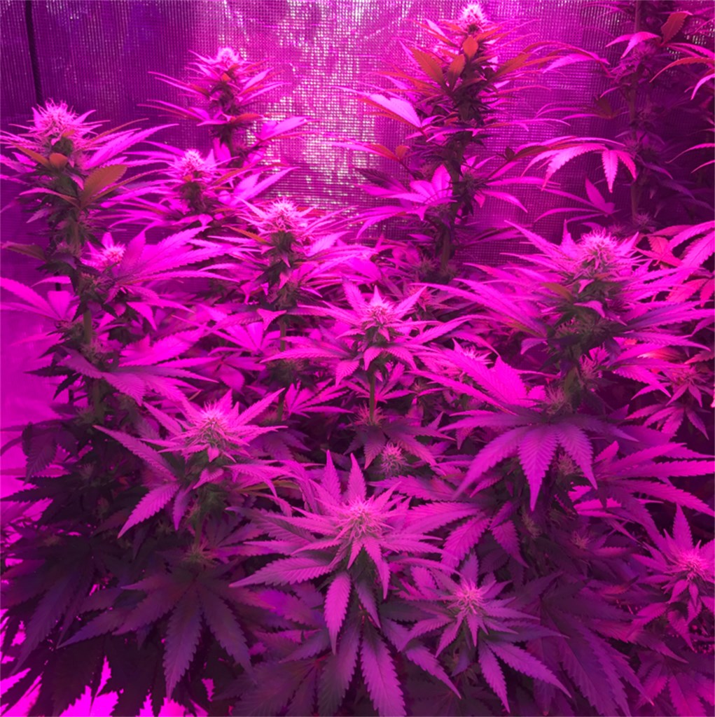 Foto de la variedad Critical Kush
