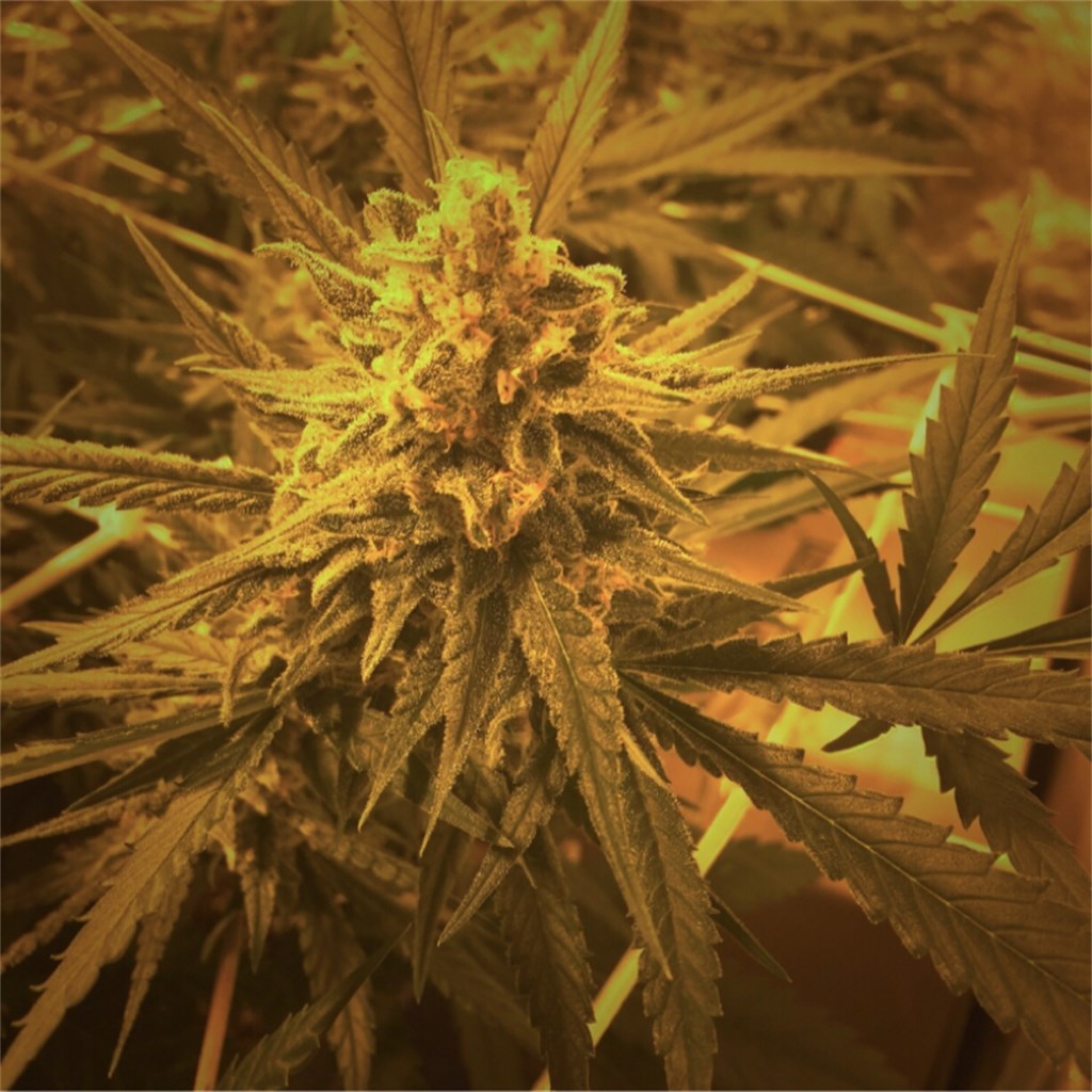 Critical Plus 2.0