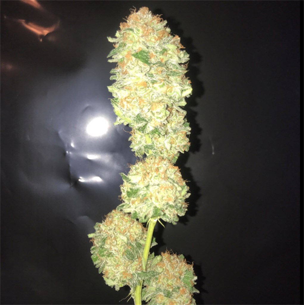 Foto de la variedad Critical