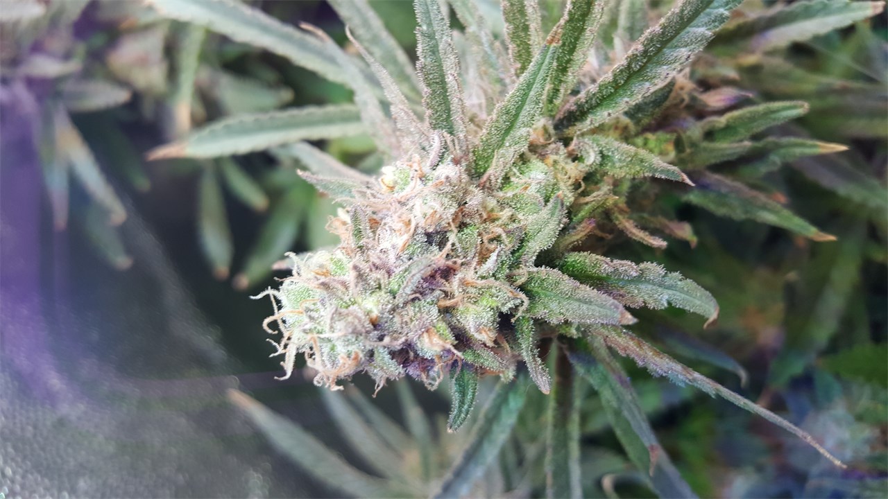 Critical Plus