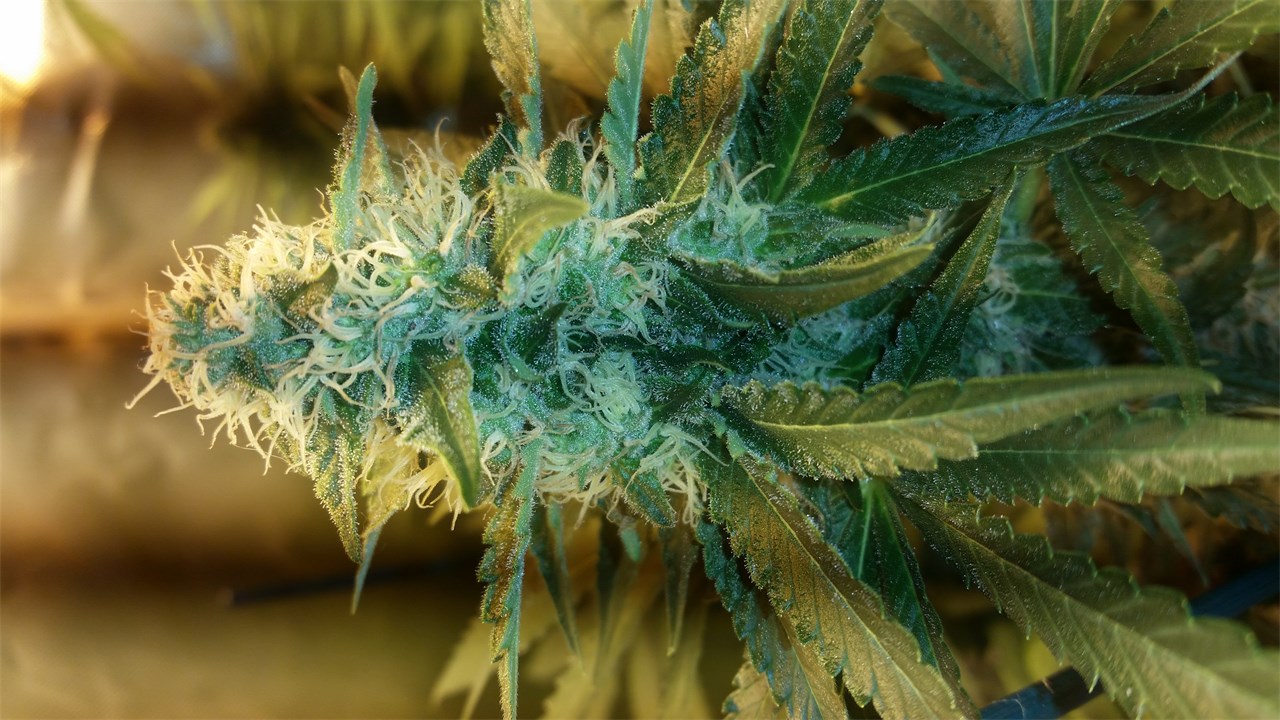 Critical Skunk