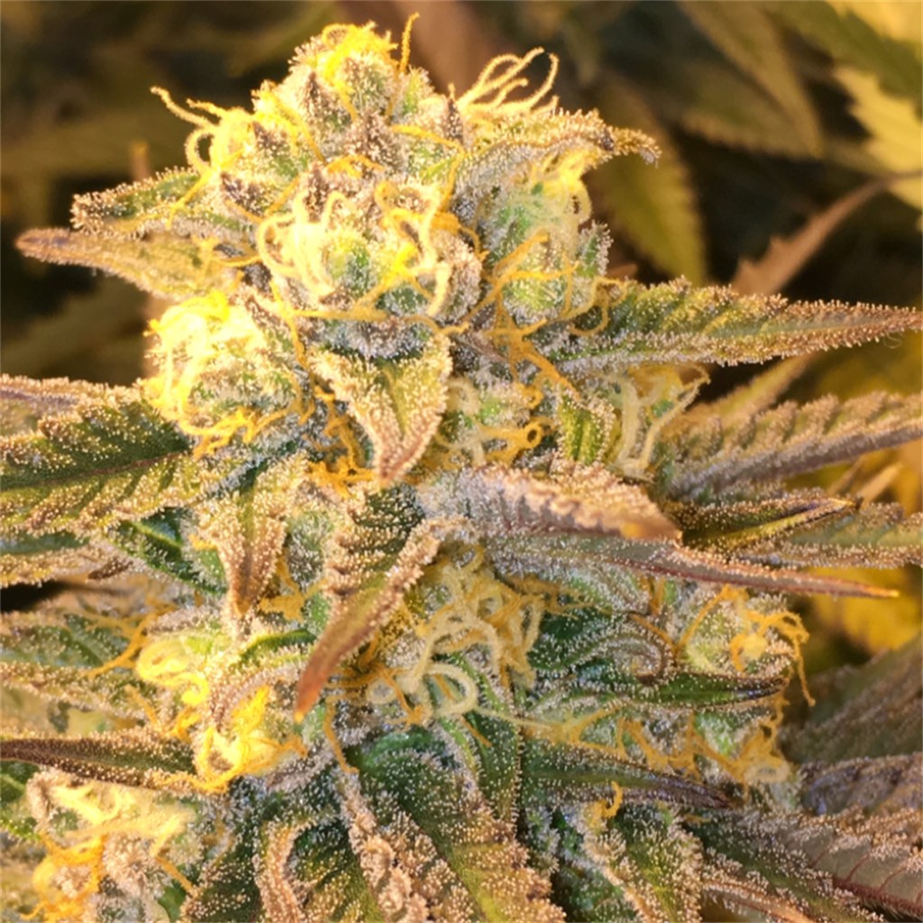 Critical Widow