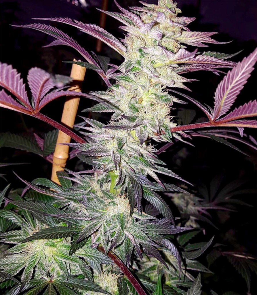 Foto de la variedad Critters Cookies