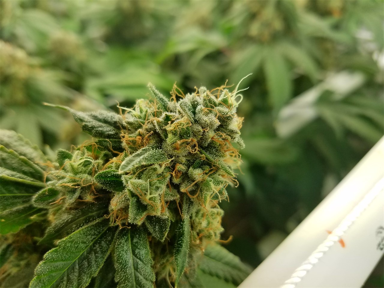 Crown OG