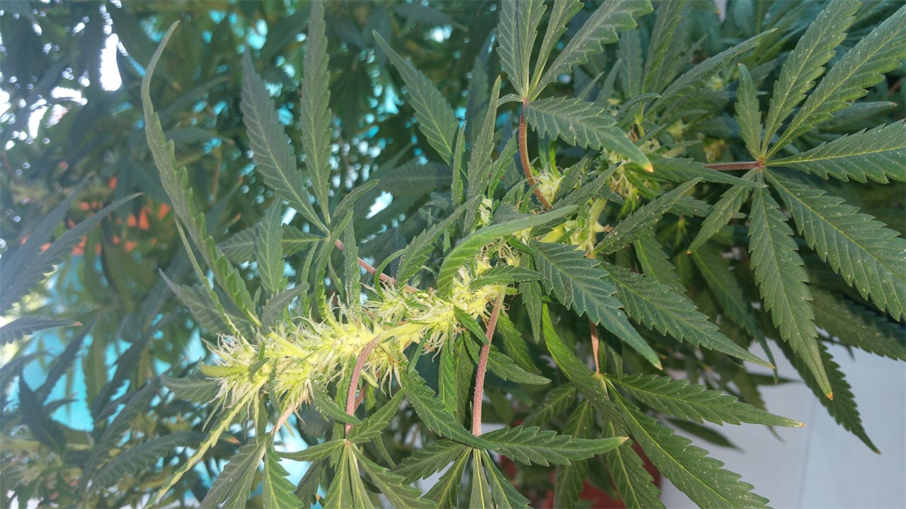Foto de la variedad Damnesia