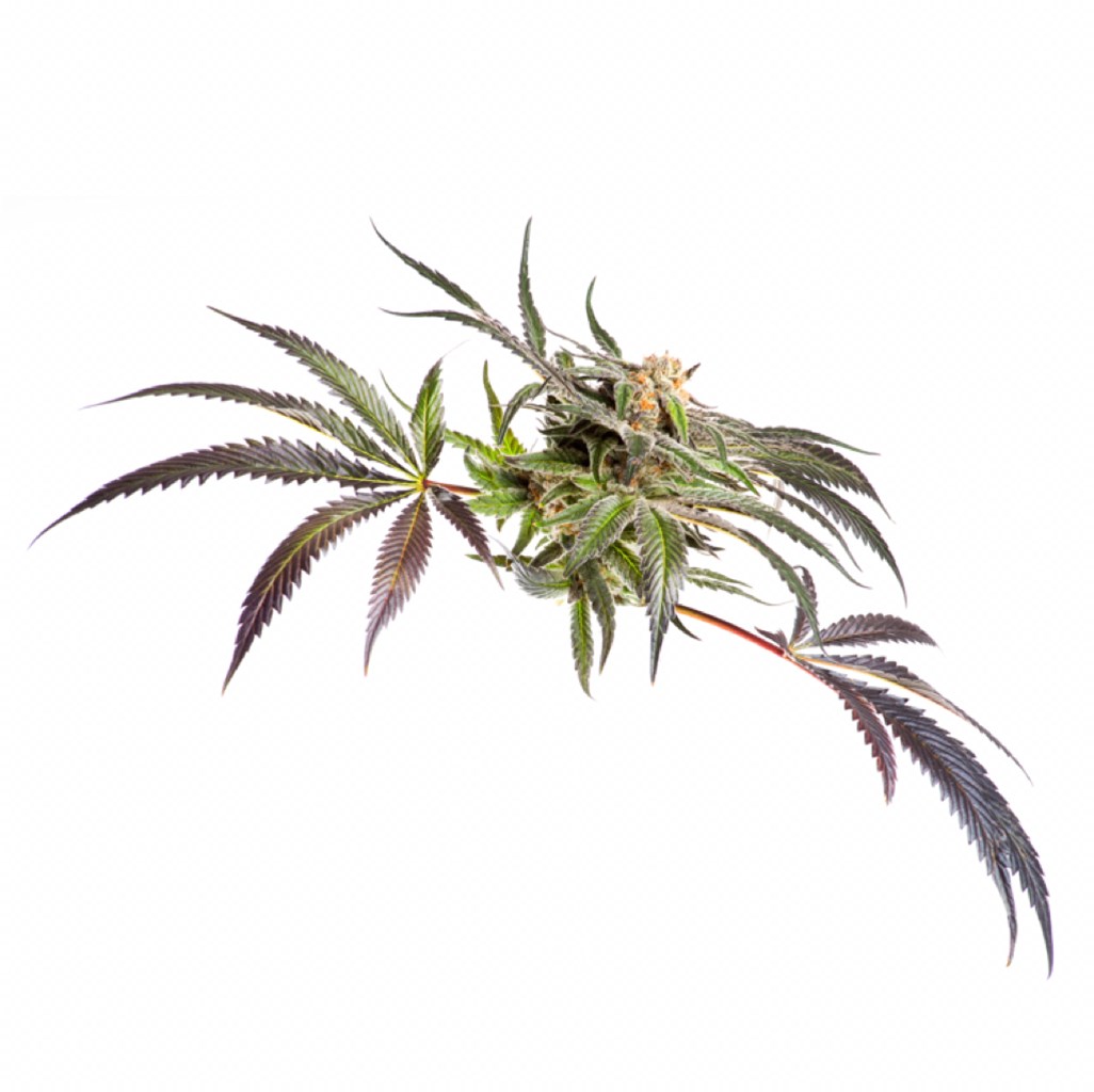 Foto de la variedad Dark Side of The Moon