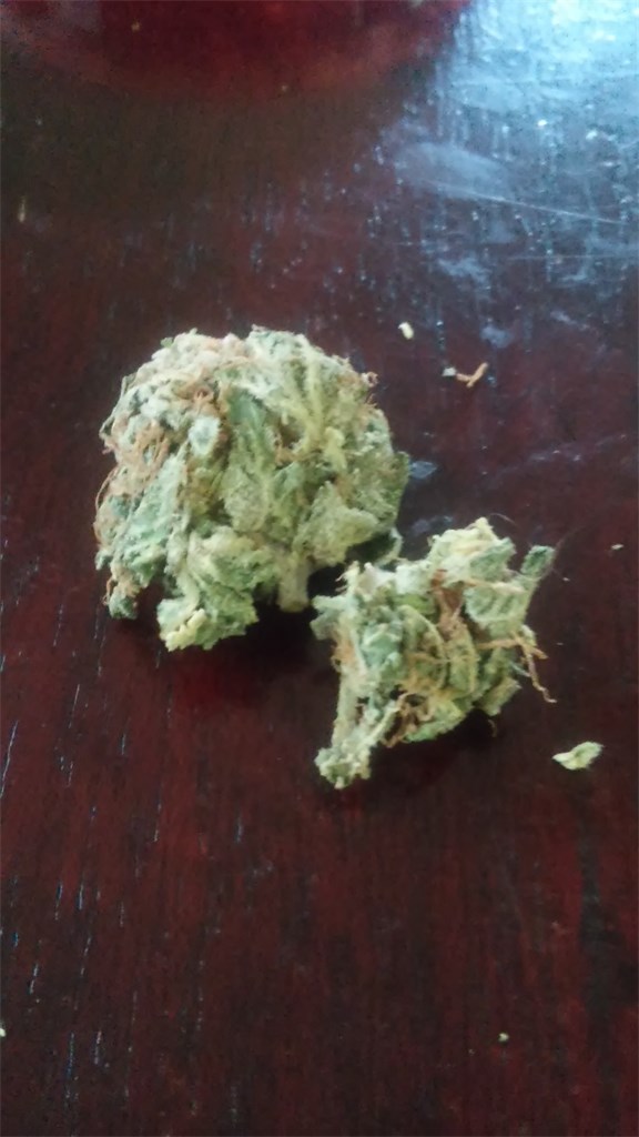 Foto de la variedad Day Tripper