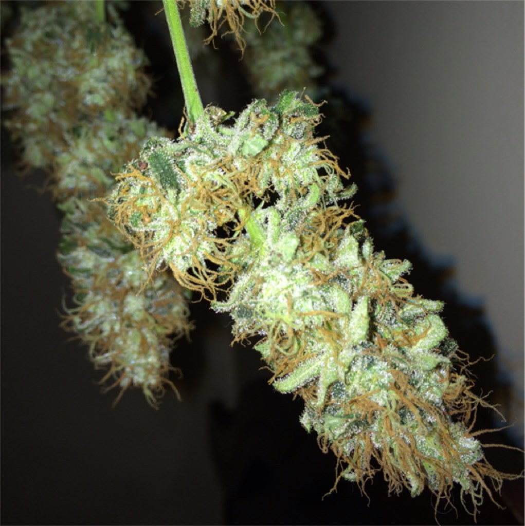 Foto de la variedad Delahaze